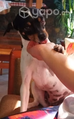 Fox terrier hembra para cruza.