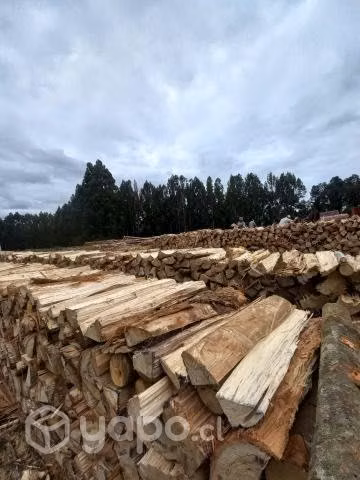 Leña eucalipto