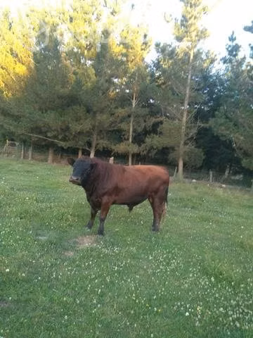 Dos toros Angus colorado - Imagen 3