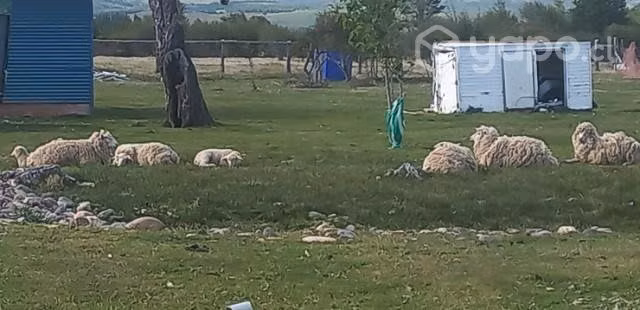 Lote ovejas