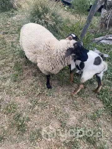 Cordero macho reproductor menos de un año