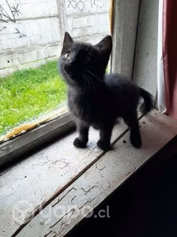 Doy en adopción - Imagen 3