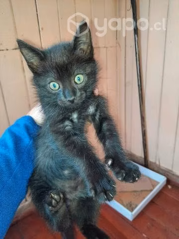 Doy en adopción - Imagen 2