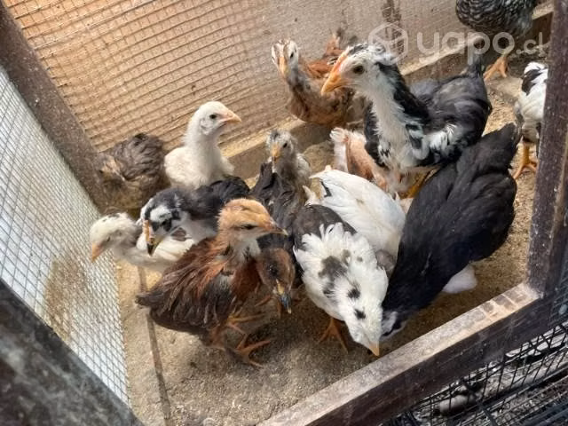 Pollitos de campo