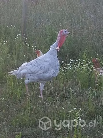 Se vende pavo