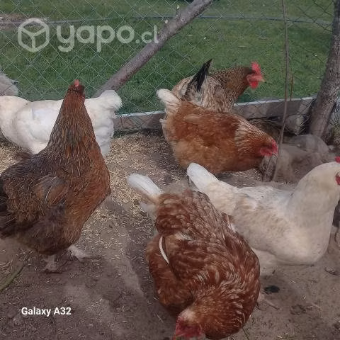 Lote de gallinas