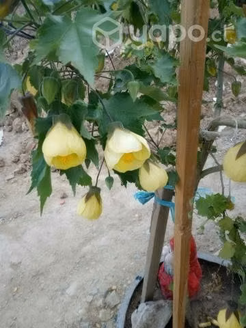 Cambio plantitas por ropa niña