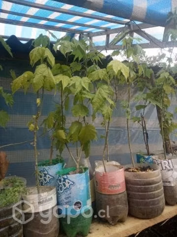 Cambio plantitas por ropa niña