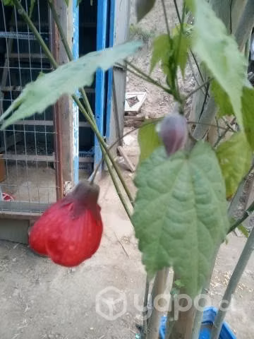 Cambio plantitas por ropa niña
