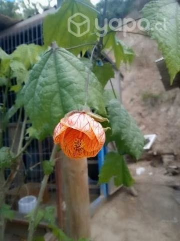 Cambio plantitas por ropa niña