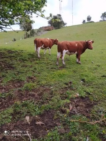 Novillos