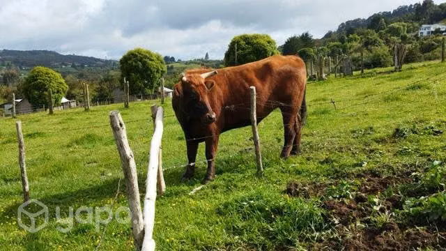 Bueyes pardos - Imagen 2