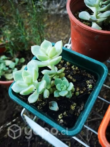 Suculentas para tu jardín