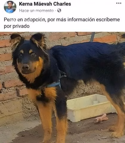 Perro en adopción