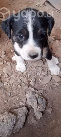 Se regalan cachorritos en maipú