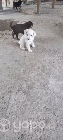 Se regalan cachorritos en maipú