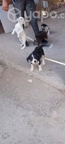 Se regalan cachorritos en maipú