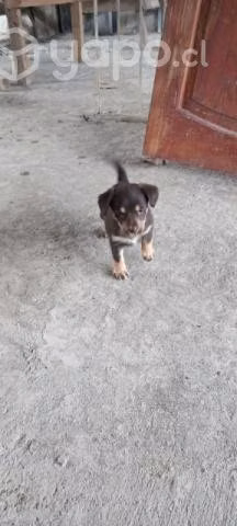 Se regalan cachorritos en maipú