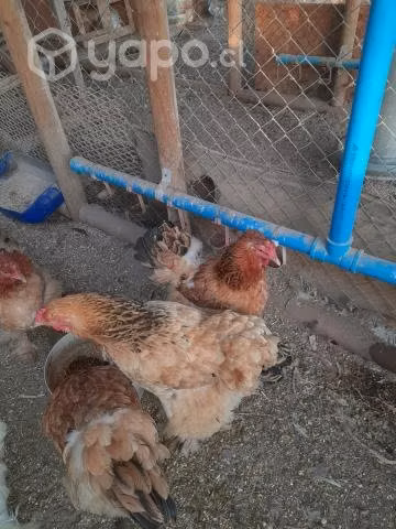 Gallinas grandes
