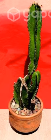 Maceta Cactus Euphorbia Ammak
