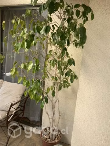 Planta ficus