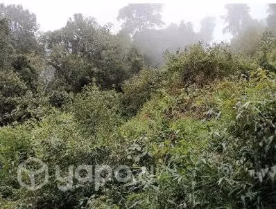 Terreno De 733 Hectarias En Futrono, Fundo Primave
