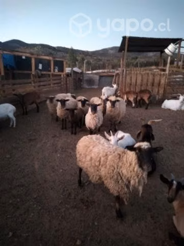 Ovejas en venta