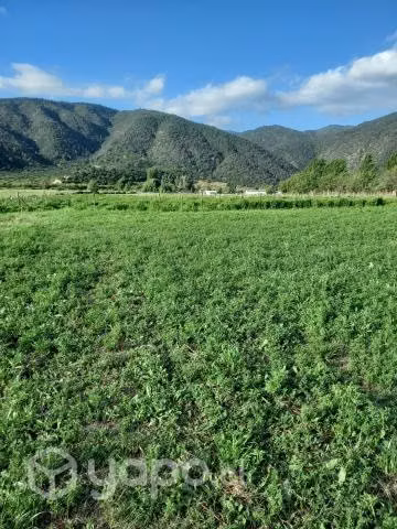 Fardos de alfalfa