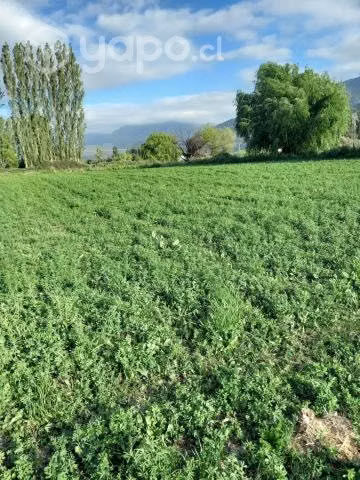 Fardos de alfalfa - Imagen 2