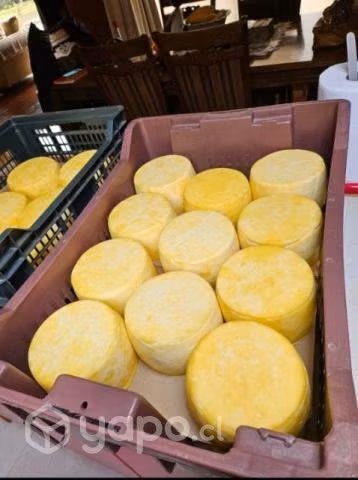 Queso artesanal de Osorno