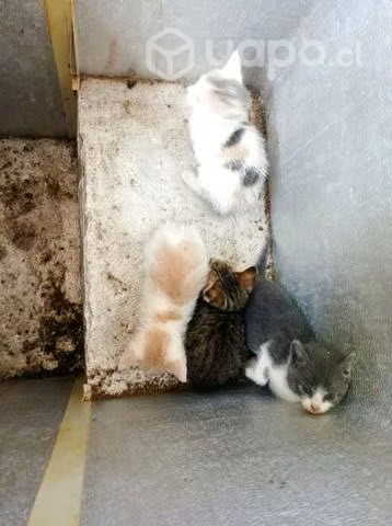 Se regalan gatitos
