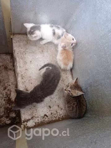 Se regalan gatitos - Imagen 2