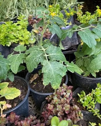 Plantas manto de Eva