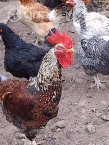 Gallos - Imagen 2