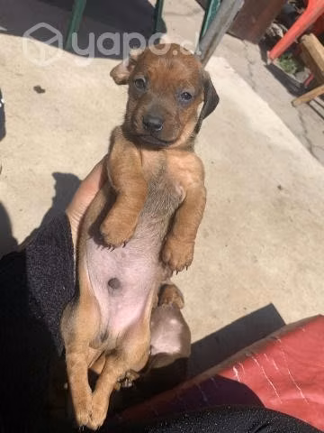 Para regalo perrito salchicha
