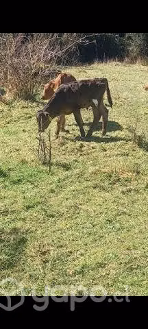 Terneros