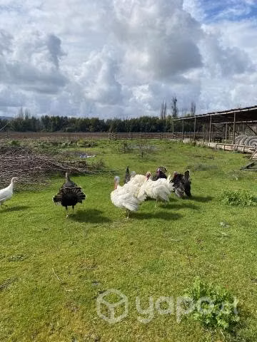 Pavos raza negra y blanca.