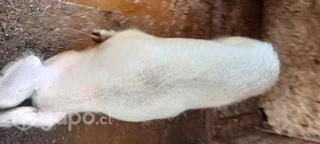Chanchilla una paricion