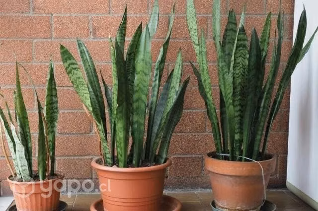 Planta Lengua de suegra