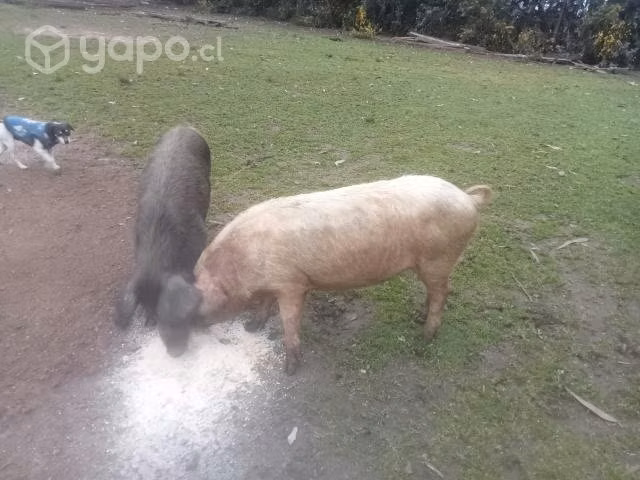 Cerdos mestizos jabalis