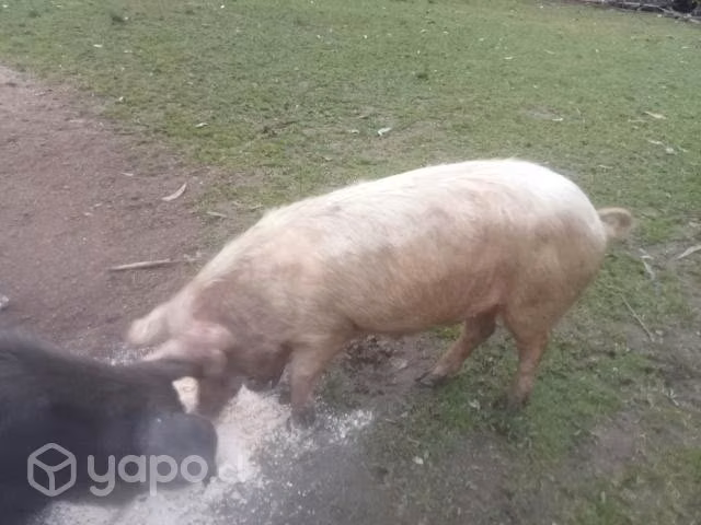 Cerdos mestizos jabalis