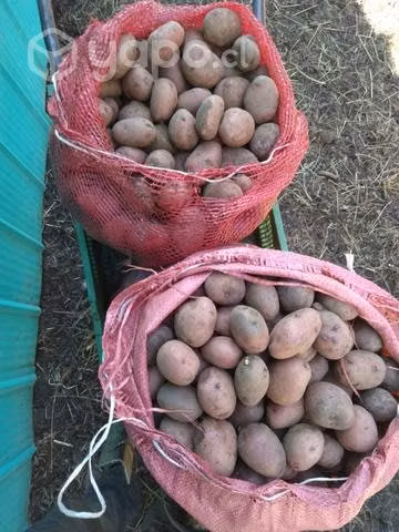 Papas desirée