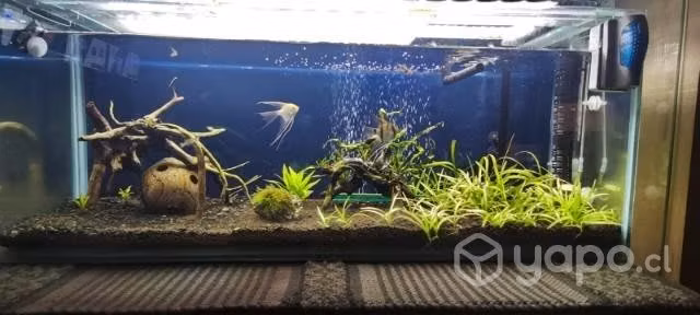 Acuario