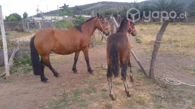 Yegua y potrillo
