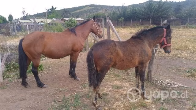 Yegua y potrillo