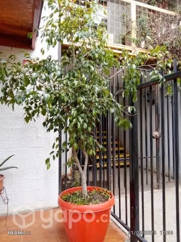 Ficus