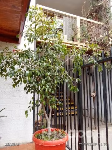 Ficus