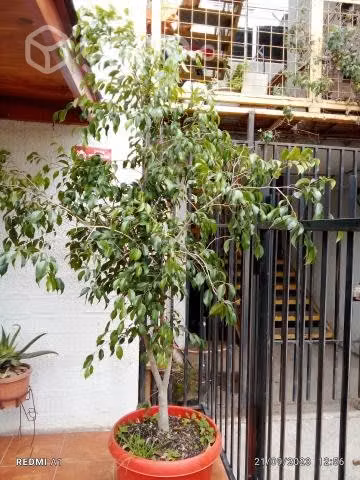 Ficus