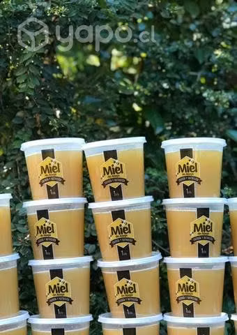 Miel de ulmo