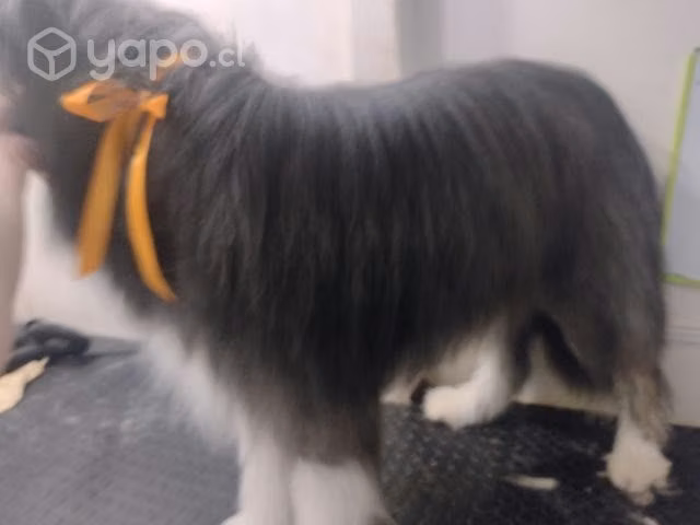 Peluquera canina